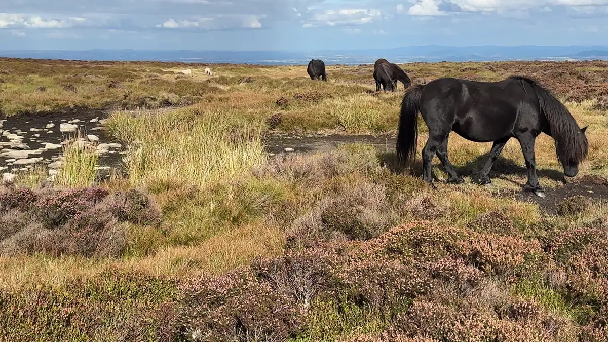 Dark hill ponies grazing among heather and peat pools on the ridge top