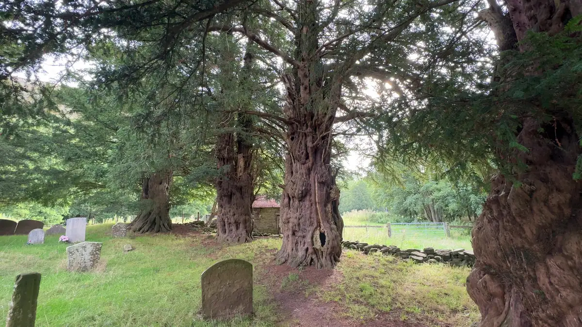 Old yew trees with massive twisted trunks standing among gravestones in the chapel yard